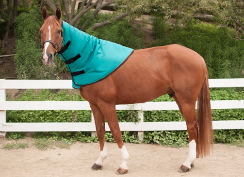 Kensington All Around Medium Weight Halsteil Turquoise